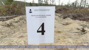 18.05.2026 Более 3000 саженцев высадили добровольцы в Анивском районе