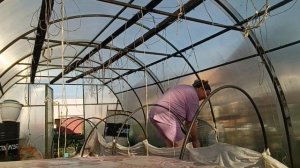 ДЕНЬГИ В ТРУБКУ 🤦♀️ВЫСАДИЛА🍎🌶МУЖ ДЕЛАЕТ В ТЕПЛИЦЕ ДОРОЖКИ...