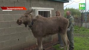 «Машка на свободе»: в Зеленодольском районе состоялся выпуск лося после годовой реабилитации