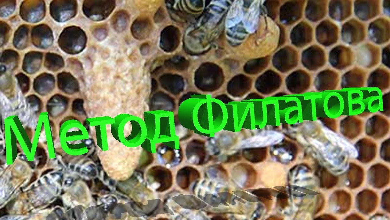 Замена матки маточником во время главного взятка (метод Филатова-Ермолаева). Отвечает Кашковский 🐝
