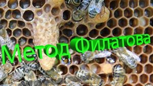 Замена матки маточником во время главного взятка (метод Филатова-Ермолаева). Отвечает Кашковский 🐝