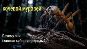 🐜Киборги природы🌿Идеальный строй 🤯Почему муравьи не разваливаются в хаосе?