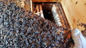 Универсальный улей Гигант строим, меняем маток. Разделенная семья.