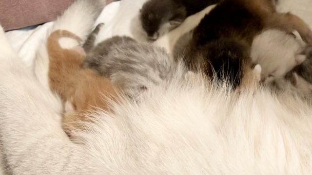 Котятам 6 дней.