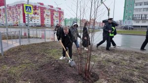 В Нижневартовске высадили полсотни берёз