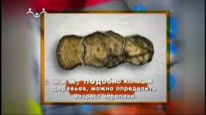 Знаете ли вы, Что?  Панцирь черепахи