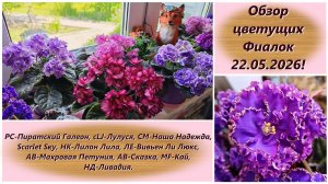 Обзор цветущих Фиалок 21.05.2026!