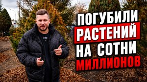 Разбираем причины гибели дорогих хвойных растений