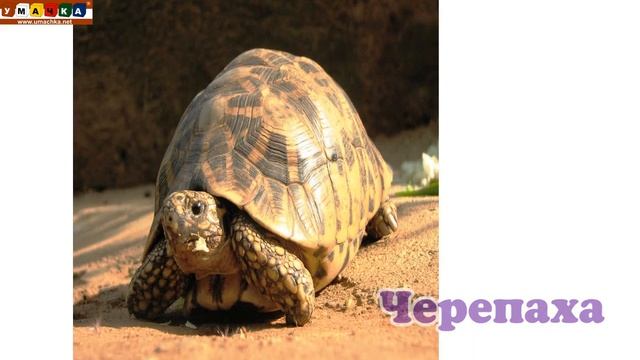 175. Логопедическое видео -  Развивающее видео. Логопедия. Буква Ч. Часть 1