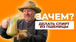 Спирт из пшеницы вместо сахара? Проверяю на практике