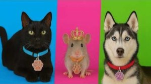 Дешевые и роскошные СЕКРЕТНЫЕ спальни для домашних животных! 🐶✨ Дикая битва за преображение