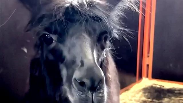 Заставка для видео Кто это № 569
