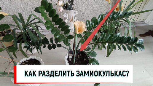 #замиокулькас КАК РАЗДЕЛИТЬ ЗАМИОКУЛЬКАС_ #долларовоедерево#какразделитьзамиокулькас#замикделение#ка