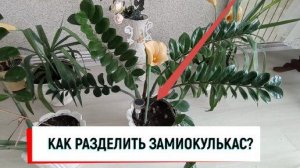#замиокулькас КАК РАЗДЕЛИТЬ ЗАМИОКУЛЬКАС_ #долларовоедерево#какразделитьзамиокулькас#замикделение#ка