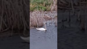 Лебедь плавает по воде