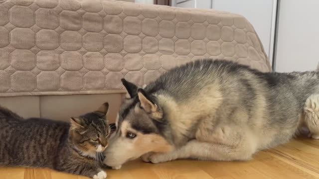 Вы не поверите реакции этой хаски на котенка!!