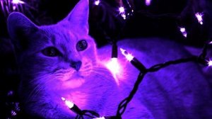 Арт на конкурс Сирени :3