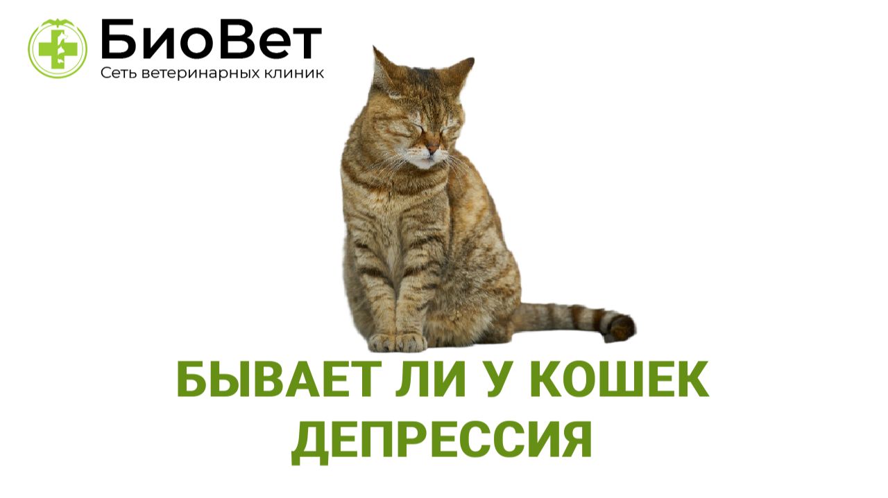 Бывает ли у кошек депрессия_ смотреть онлайн