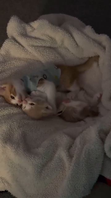 Клип @meowtaverse