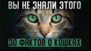 Вы живете с кошками годами и не знаете ЭТОО/30ШОКИРУЮЩИХ фактов о кошках