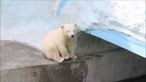 Сыночек Герды чем то заинтересовался в углу бассейна 19.05.2026
