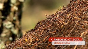 Добрая суета | С любовью от Бога