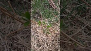 Посадка саженцев декоративных кустарников на дальнем огороде.mp4