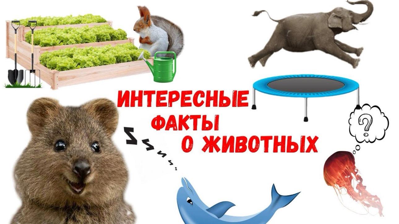 Интересные факты про животных
