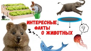 Интересные факты про животных