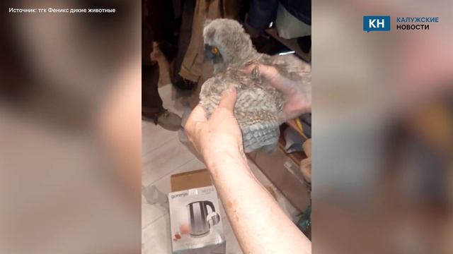 В Жукове дети тыкали палками в слётка совы