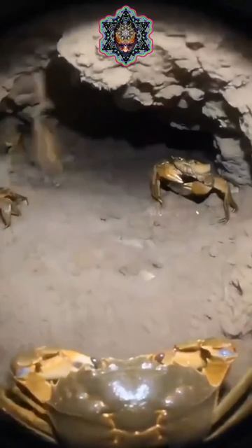🔊🎶🦀🎶🔊