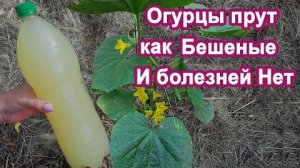 Подкормка огурцов 1 литр под куст: чтобы не желтели, росли и давали бешеный урожай
