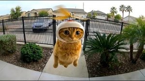 КОТЫ ВЕДУТ СЕБЯ ОЧЕНЬ СТРАННО МИЛЫЕ КОТИКИ