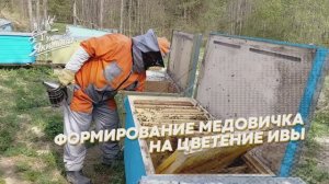 Формирую медовичок на цветение ивы