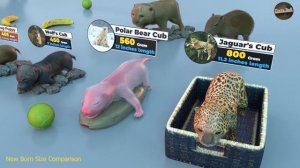 Сравнение размеров новорожденных животных в 3D