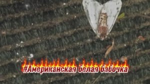 Как бороться с Американской белой бабочкой - опасным вредителем садов и огородов