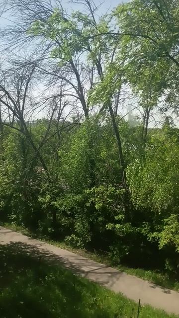 Запах скошенной травы