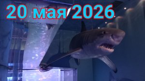 20 мая 2026. В Океанариуме.