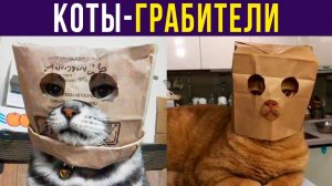 Всем смотреть, это ограбление!) Приколы с котами