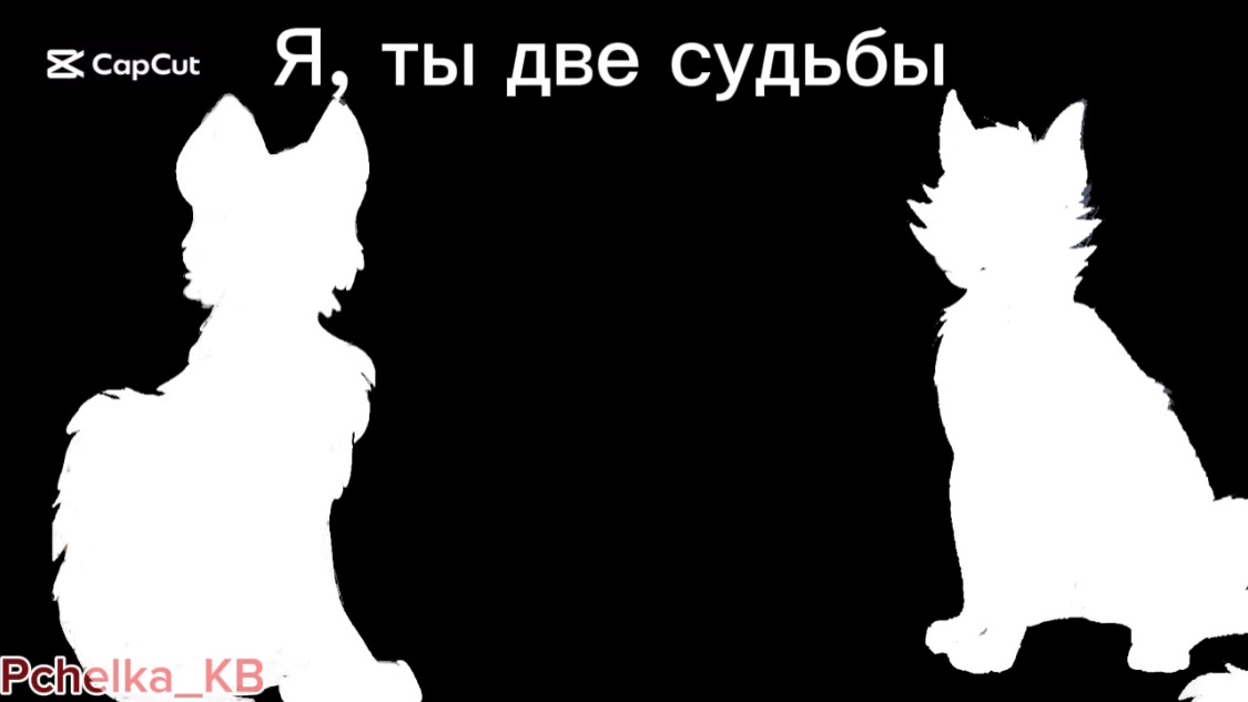 Я, ты две судьбы  🤎🩶.. || Коты - Воители