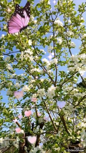 🌸 ЯБЛОНИ, НАРЦИССЫ 🌸19 МАЯ 2026 г.🌸
