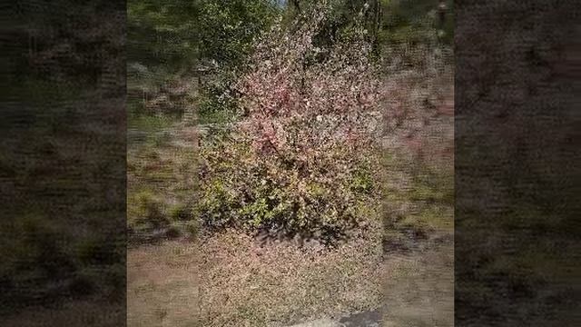 Video20260520_134913_171.mp4