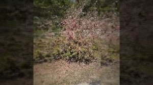 video20260520_134913_171.mp4