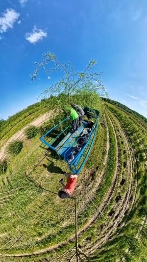 Обрезка деревьев в питомнике растений