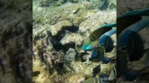 Lunch in the royal family of parrot fish!  Regency club Park Regency Sharm El Sheikh Resort!