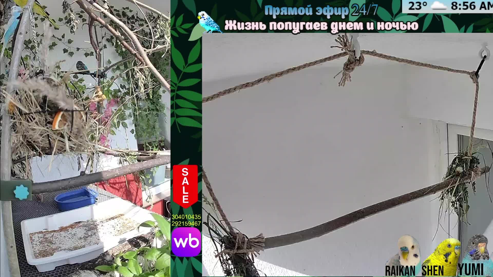 Волнистые попугаи 🦜🦜🦜 | авиарий на балконе📍