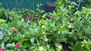 Пионы 20 мая 26г🌿🧚🏻♀️🌿🧚🏻♀️🌿 и немного о комментах….