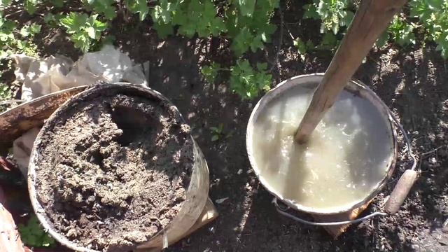 Подкормка чеснока весной