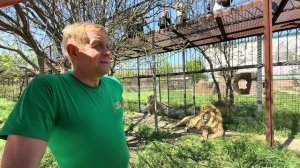 Олег Зубков рассказывает ГДЕ вожак львов Чук???