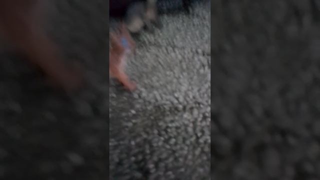 Коты воители Мои коты Горелый и воробей